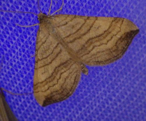 Carsia lythoxylata